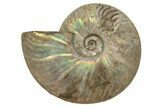 Silver Iridescent Ammonite (Cleoniceras) Fossil - Madagascar #317494-1